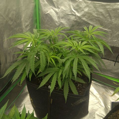 Special Queen #1 - Indoor growlog timeline photo