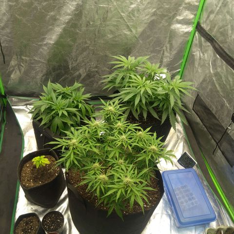 Royal Runtz Auto - Indoor  growlog timeline photo