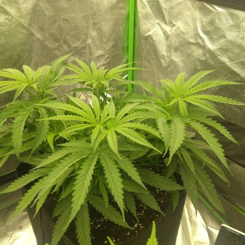 Special Queen #1 - Indoor growlog timeline photo