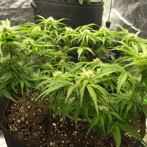 Royal Runtz Auto - Indoor  growlog timeline photo