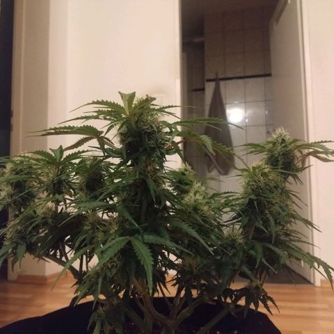 Royal Runtz Auto - Indoor  growlog timeline photo