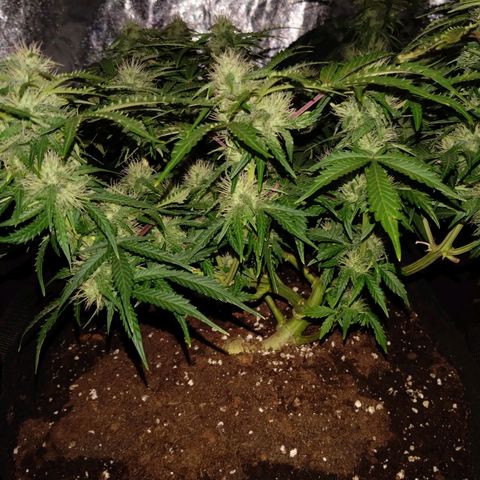 Royal Runtz Auto - Indoor  growlog timeline photo