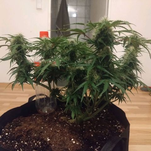 Royal Runtz Auto - Indoor  growlog timeline photo