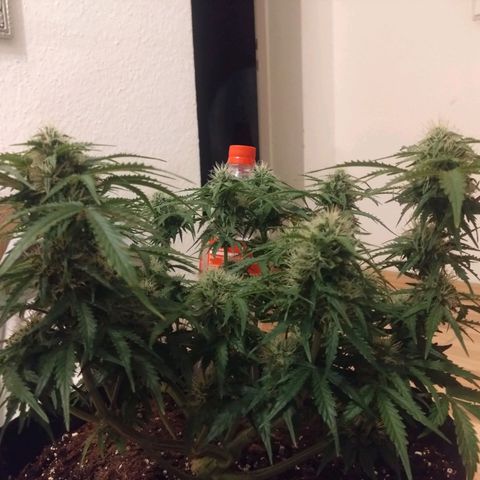 Royal Runtz Auto - Indoor  growlog timeline photo