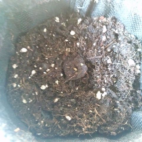 Imperium X growlog photo: Germination in Easy Plug. Soaked Easy Plug into the pot (1L), 40ML of water to the top level of the soil.
