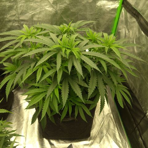 Special Queen #1 - Indoor growlog timeline photo