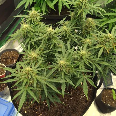 Royal Runtz Auto - Indoor  growlog timeline photo