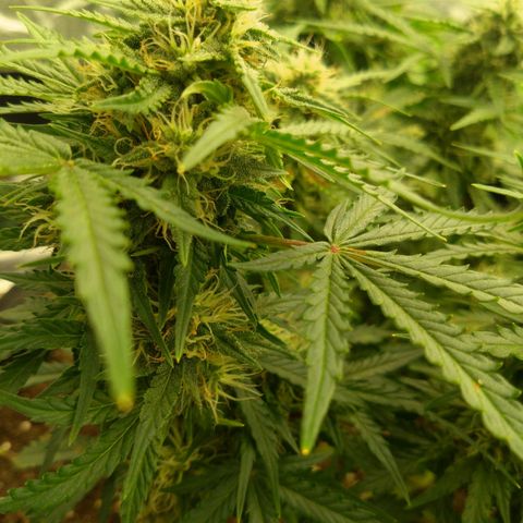 Royal Runtz Auto - Indoor  growlog timeline photo