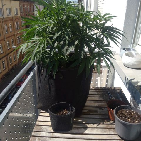 Imperium X growlog photo: Her pot looks so cute next to her big sister
