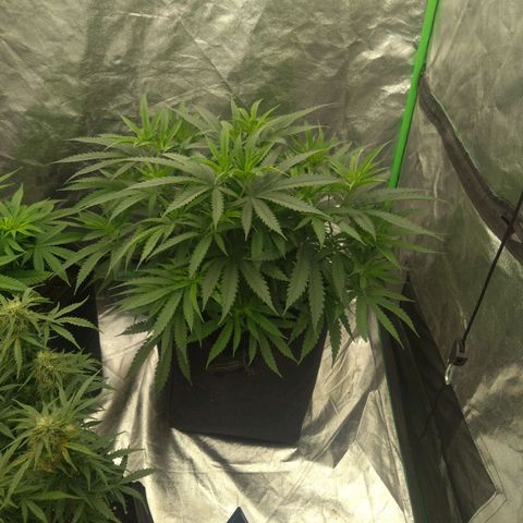 Special Queen #1 - Indoor growlog timeline photo