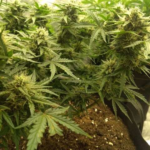 Royal Runtz Auto - Indoor  growlog timeline photo