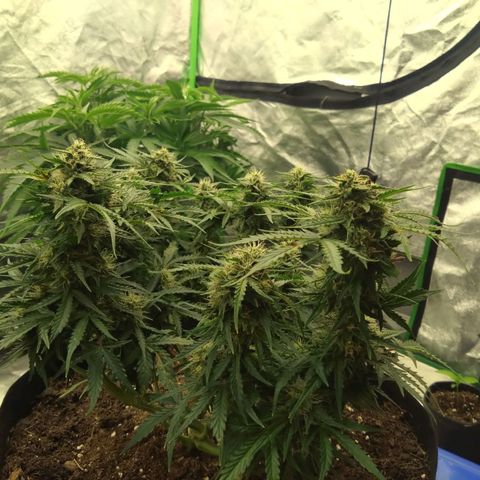 Royal Runtz Auto - Indoor  growlog timeline photo