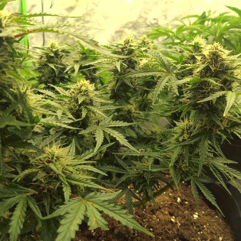 Royal Runtz Auto - Indoor  growlog timeline photo