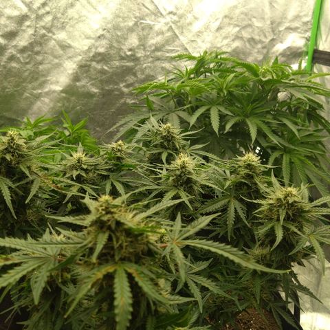 Royal Runtz Auto - Indoor  growlog timeline photo