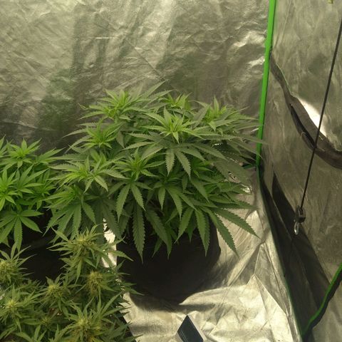 Special Queen #1 - Indoor growlog timeline photo