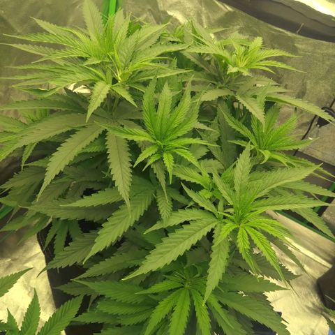 Special Queen #1 - Indoor growlog timeline photo
