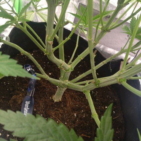 Special Queen #1 - Indoor growlog timeline photo