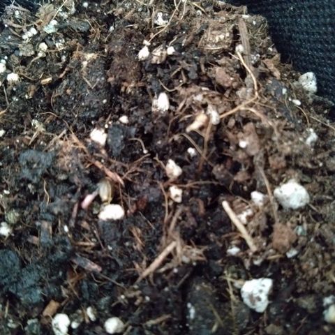 Imperium X growlog timeline photo