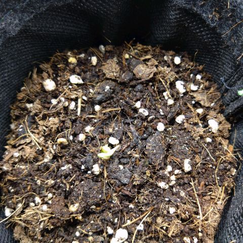 Imperium X growlog photo: 8 HRS after the last picture, she has now almost peeled herself out of the seed coat. If I'm lucky I'll post another picture before her bedtime, with fully opened first set of leaves. But let's not rush her with our expectations 😉