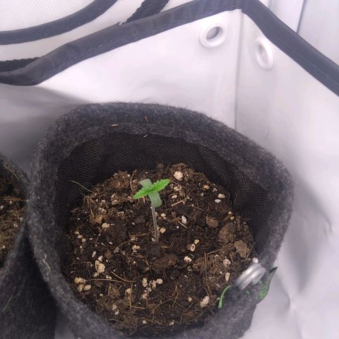 Imperium X growlog photo: 19.05., 5pm, 9hrs later and the difference is definitely visible.