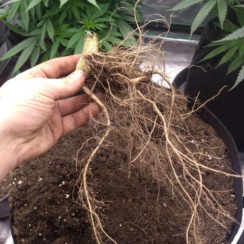 Royal Runtz Auto - Indoor  growlog timeline photo