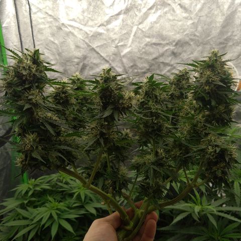 Royal Runtz Auto - Indoor  growlog timeline photo