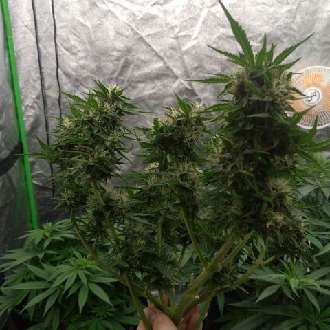 Royal Runtz Auto - Indoor  growlog timeline photo