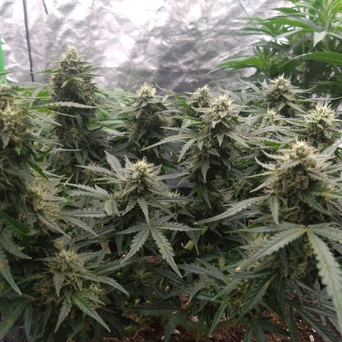 Royal Runtz Auto - Indoor  growlog timeline photo