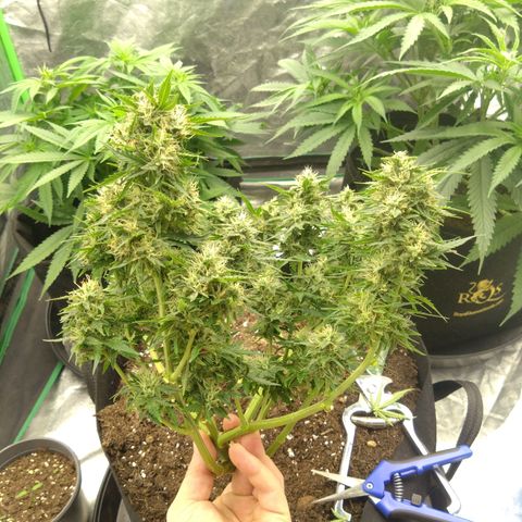 Royal Runtz Auto - Indoor  growlog timeline photo