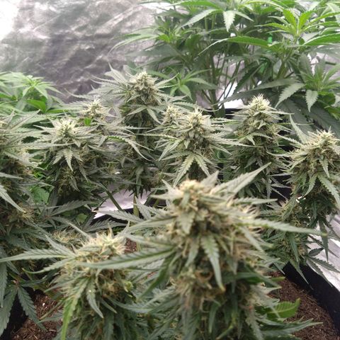 Royal Runtz Auto - Indoor  growlog timeline photo