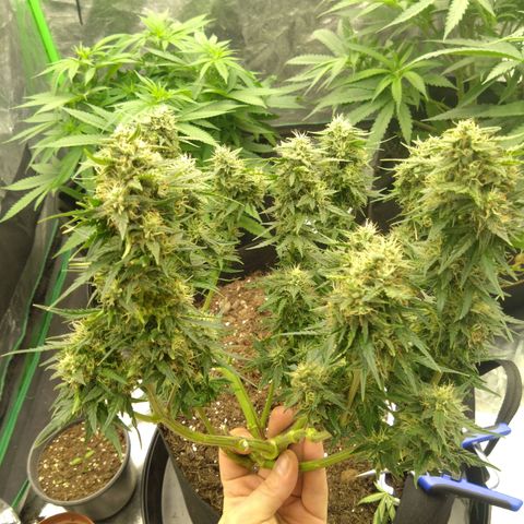 Royal Runtz Auto - Indoor  growlog timeline photo