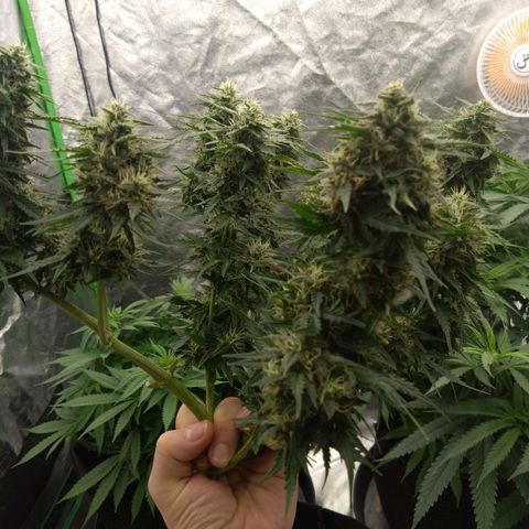 Royal Runtz Auto - Indoor  growlog timeline photo