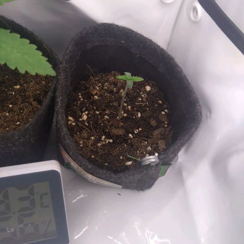 Imperium X growlog photo: 19.05., 0:15am