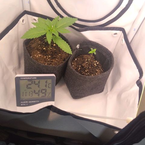 Imperium X growlog timeline photo