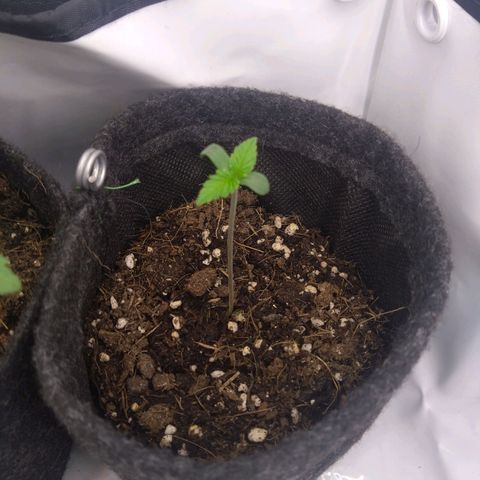 Imperium X growlog timeline photo
