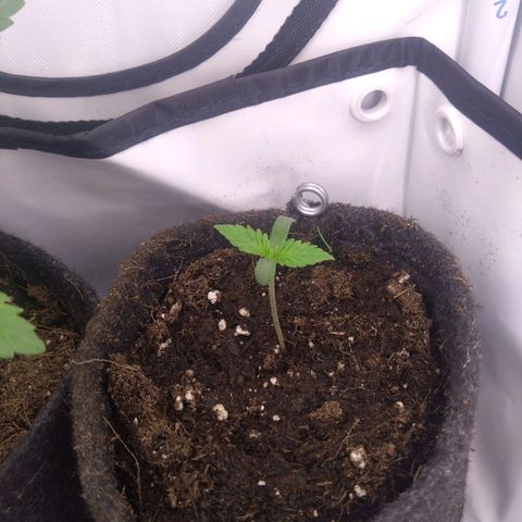 Imperium X growlog timeline photo