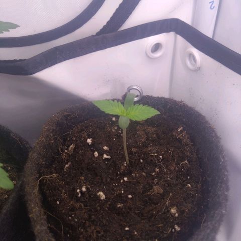 Imperium X growlog timeline photo
