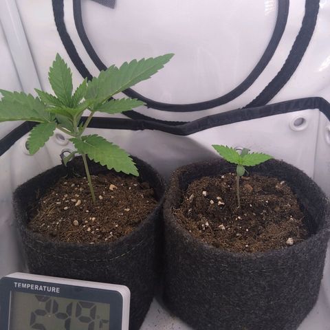 Imperium X growlog timeline photo