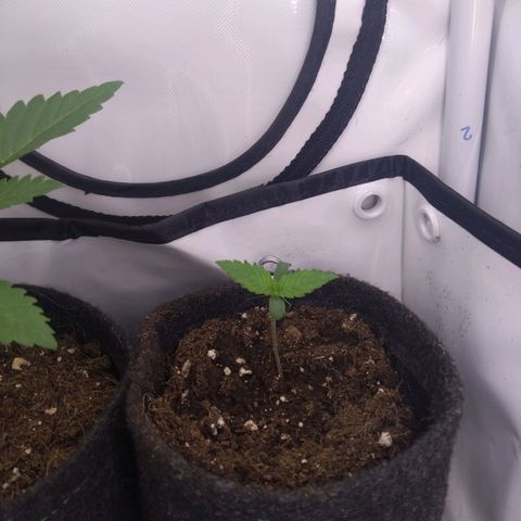 Imperium X growlog timeline photo