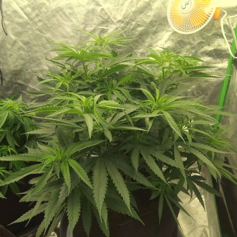 Special Queen #1 - Indoor growlog timeline photo