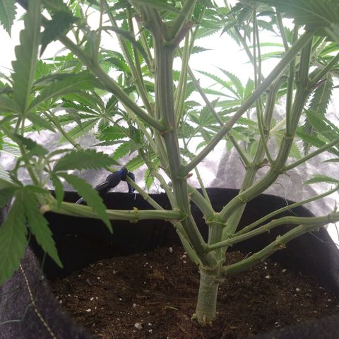 Special Queen #1 - Indoor growlog timeline photo