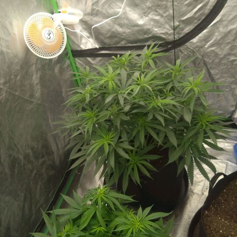 Special Queen #1 - Indoor growlog timeline photo