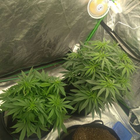 Special Queen #1 - Indoor growlog timeline photo