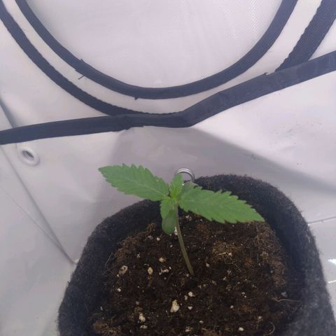 Imperium X growlog timeline photo