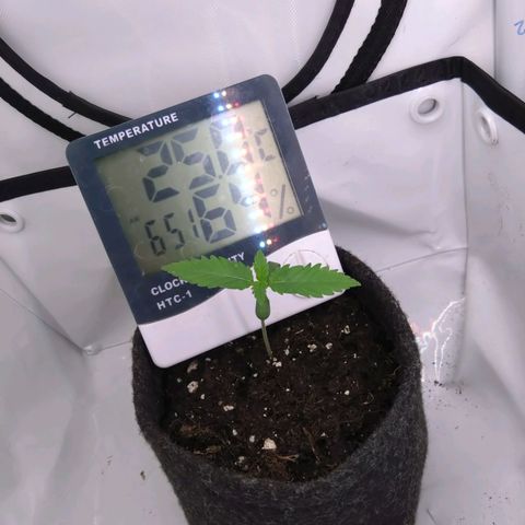Imperium X growlog timeline photo