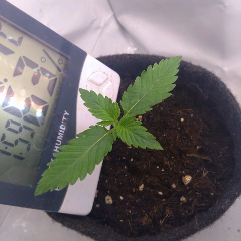 Imperium X growlog timeline photo