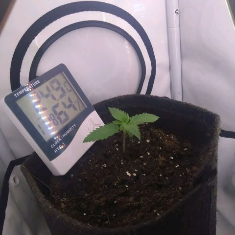 Imperium X growlog timeline photo