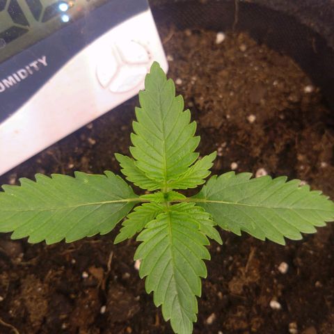 Imperium X growlog timeline photo