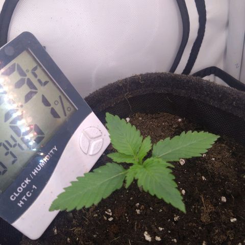 Imperium X growlog timeline photo