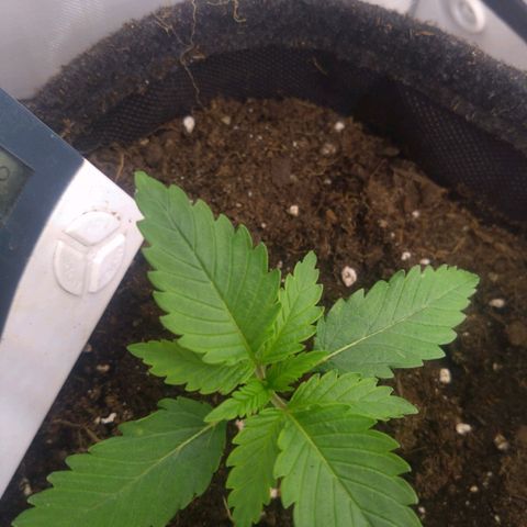 Imperium X growlog timeline photo